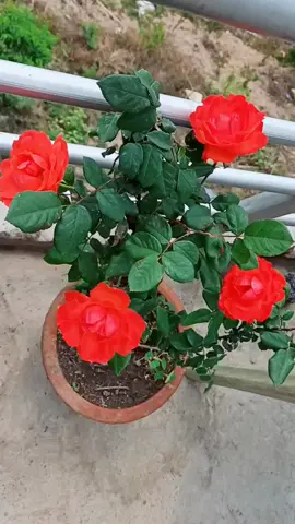 Rose #flower #enjoy_this_video #foryoupage #videomaker #foryou