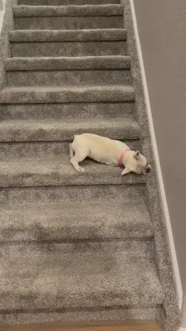 Down goes Ella!! #nonono #falling #fallingdown #fallingdownstairs #dogfalling #frenchie #frenchvanillaella #frenchbulldog #frenchiesoftiktok #frenchbulldogpuppy #frenchbulldogsoftiktok #frenchbulldogs #frenchiepuppy #dogmom #dogdad #doglife #dog #puppy #puppylove #funny #cute #fyp #fypシ #foryoupage #viral #trending 
