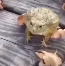 #funny #fyp #foryoupage #frog #mene#slow