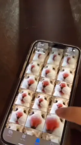 🥰 #cat#catsoftiktok #cats #catslovers #猫#猫可愛い #猫のいる暮らし 