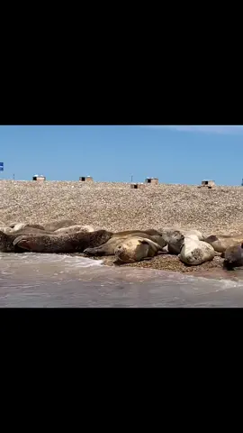 Seal trips at Morston #sealtrips #Summer #seals #boat #sea #morston #norfolk #beanssealtrip