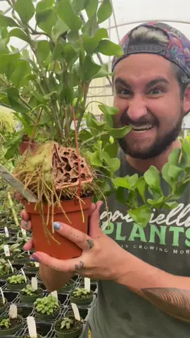 Plants are cool 🐜! #fyp #plants #plantfact #plantknowledge #antplant #PlantTok #growingplants #learning #facts #gabriellaplants #alwaysgrowingmore 