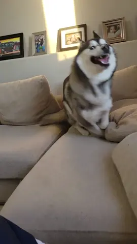 HUSKY ZOOM ZOOM#husky#dogsoftiktok#huskiesoftiktok#dog#zoomies#dogzoomies#huskyzoomies#fastdog#crazydog#playingdog#huskyplaying#siberianhusky#funnydog