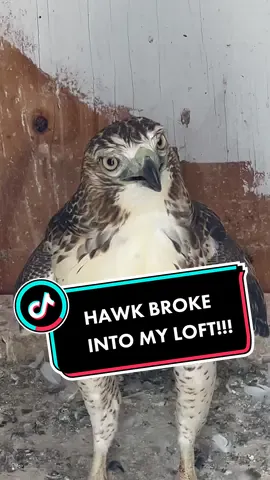 That’s a weird looking pigeon… #pigeon #pigeons #pigeonsoftiktok #pigeonlovers #fypシ #hawk #fypシ #fy #fyp #foryou #foryoupage #bread #birdsarentreal