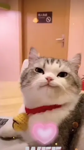 🥰 #cat#catsoftiktok #cats #catslovers #猫#猫可愛い #猫のいる暮らし 