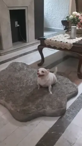 Siendo el mal tercio pt.1000 ig:andyy_diaz #foryou #foryoupage #fyp #dogsotiktok #dog #mascotas #humor #comedia