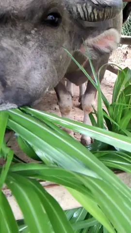 Cho trâu ăn cỏ voi #nongthon #trồngcỏ#chănnuôi#nôngnghiệp#trangtrại#nôngdânlàmgiàu#giốngcỏ