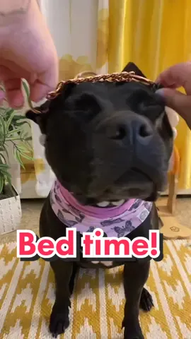 All the drools and mlems 😍