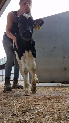 Big-time cowgirl 🐄🤠 #holstiens🐄 #lockerbie #agritok
