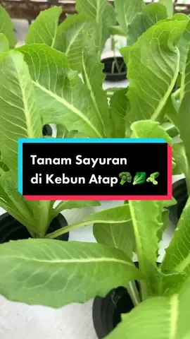 Tanam sayur di kebun atap😉🥒🥬🥦🫑 #berkebun #infarmid #gardening #CHIZLeaderGoldSlice #rooftopgardening 