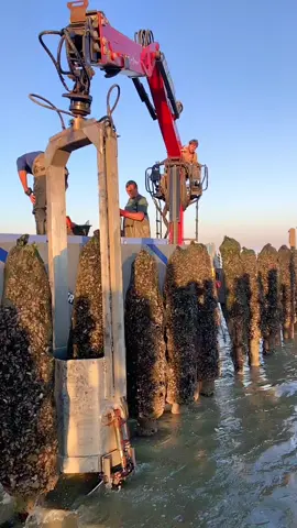 #pourtoi #mussel #moule #sun #beach #work #baiedesomme #r2d2 