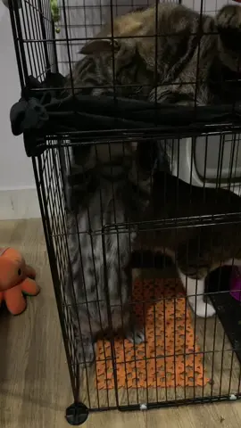 #cat #meow #catsoftiktok #cute #tiktok 