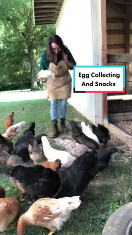 Egg collecting & snacks #cute #adorable #hens #SnackTime #chickens #eggcollecting #collectingeggs #eggs #pastureraised #freerange #Homestead #homesteadtok #homesteadlife #homesteading #farm #farmtok #farmlife #wholesome #positive #vibes #comealong #comealongwithme  #fyp #fypage #foryou #foryoupage #viral