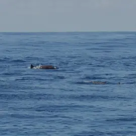 We heard dancing dolphins can cure your sunday scaries... 🎥: @bertiegregory