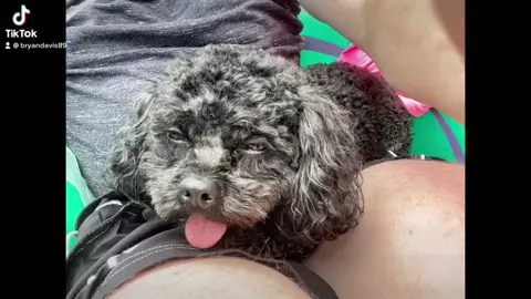 #maltipoo #PetsOfTikTok #foryou #justababy #cutedog #cute