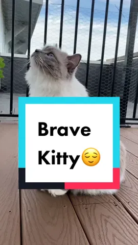 I’ll forever be so proud of him 🥰 we’re taking baby steps but the fact that he can enjoy being out on the balcony now without looking terrified is big progress! #catmom #catsoutside #nervouscat #cats #floof #fluffycat #ragdoll #balcony #catsoftiktok #catmama #pets #brave #proudmom #catlife 