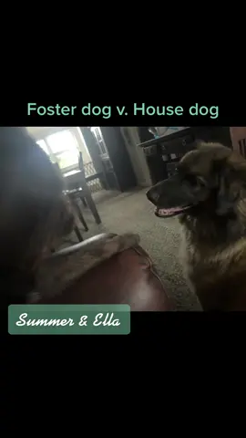 #fosterdog #rescuedog #takingover #fostersoftiktok #leavemealone #sleepy #dontbotherme #dogs
