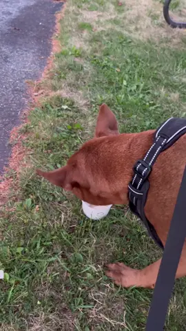 We always get ice cream before Mum goes back to school.