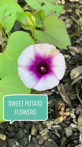 Ive already harvested some big potatoes from this vine, but there were some small ones still growing, and theyll keep producing until frost! 🥔 #gardentok #growfood #sweetpotatoes #growpotatoes #backyardgarden #gardencore #cottagecore #fallgarden #gardeningtips