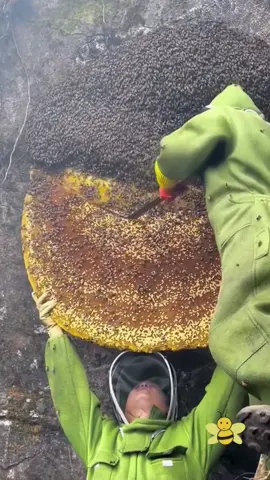 OMG 😱🐝🍯 #ReTokforNature #wildhoney #honey #wildbees #bee #foryoupage #usa