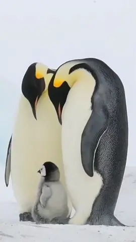 The baby emperor penguins in Antarctica are carefully guarded by their parents in the snowstorm#pet
