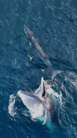 Siêu cận cảnh cá Ông săn mồi ở biển Bình Định, Việt Nam #whale #cavoi #degi #vinhloi #binhdinh #quycoctu #ngotranhaian #travel #travelblogger #vietnam