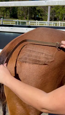 its that time again … #sheddingseason #asmr #oddlysatisfying #satusfying #horsegirl #horsecare #horsegrooming #horsesoftiktok #australia 
