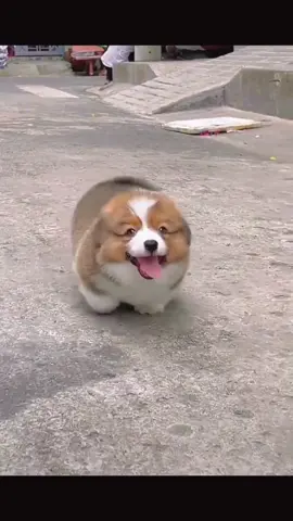 Running puppy🐶 #puppylove #puppy #tiktokdogs #cutepuppy #cutepet 