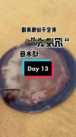 Sorry little thing #jellyfish #foryou #asmr 