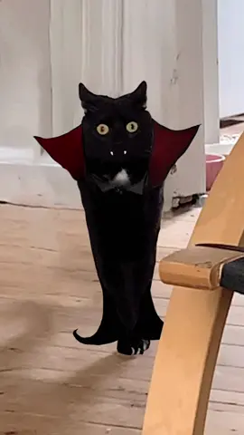 Dracula Andrea 🧛‍♀️ #catsoftiktok #funnycat 