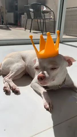 ✨The Queen Niki✨(ניקי המלכה הבלתי מעוררת) #fyp #niki #chihuahua  #nikiozeri #dog #angrydog #mreviatar 