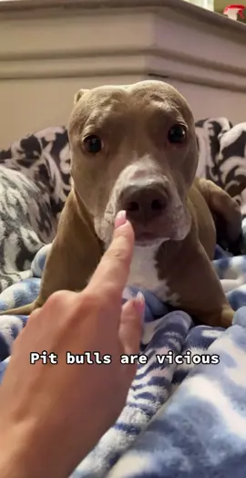 🤷🏻‍♀️ #pitbulls #dogs #dogvideos #fyp 