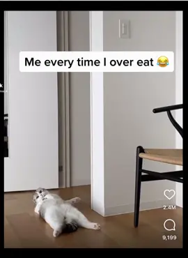 Every time 😂 #voiceover #comedy #cats #humans #stuffed #lmaooooooo 