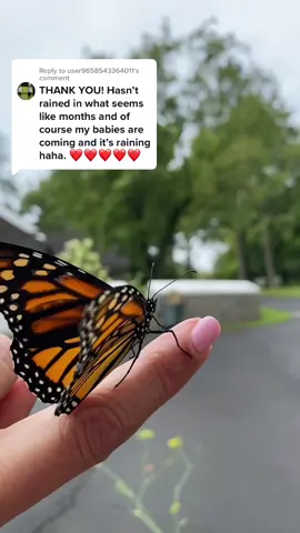 Replying to @user9658543364011  you can release them when there is a break from the #rain I released 2 female #monarchbutterflies #butterflytiktok #butterflies and later i released 5 #easternblackswallowtail as well the #sun came out 