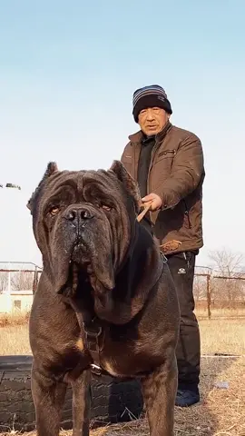 Beast cane corso #канекорсо #canecorso #canecorsoitaliano #neapolitanmastiff #mastiff