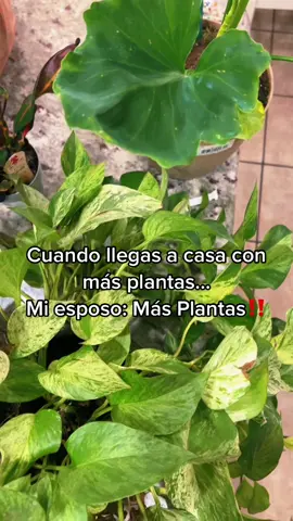 #WorldPrincessWeek #houseplant #houseplantsoftiktok #plantas #fyp