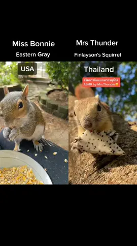 #duet with @Por_AnimalsFriend ❤️ My friend Mrs Thunder from #Thailand #Finlayson #squirrel #ASMR #TikTokfriends #exotic #animals #vs #comparison #beautiful