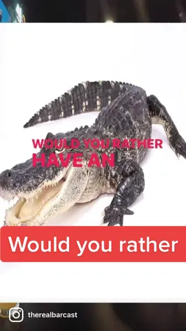 Answering the Dumbest Questions on the web🍻 #TheBarCast #comedypodcast #chicken #alligator #bloopers