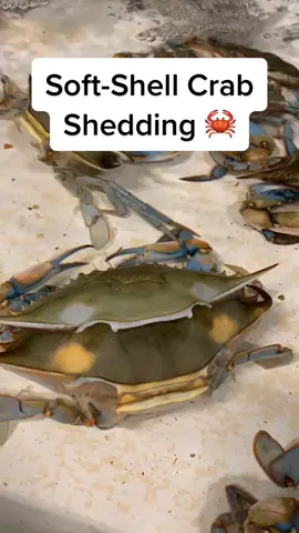 Soft-shell Crabs Shedding Their Shells!🦀 #fyp #seafood #softshellcrab #crabs #crab #louisiana #bluecrabs
