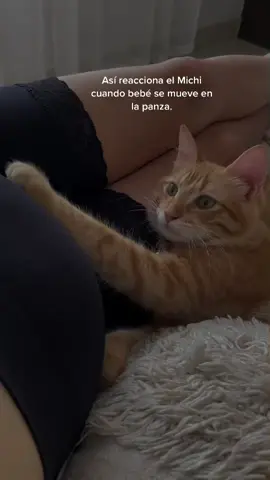 Desde ahorita es su protector. #embarazada #embarazo #fyp #michi #gato #20weekspregnant #pregnant #pregnancy #mascotas #mascota #gatos 