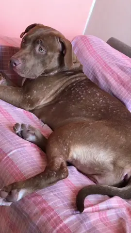 Um pouco sobre o problema que Larinha teve na pele #dogsoftiktok #dogs #pitbull #pitbullsoftiktok #pitbulllove #viral #fyp #fy