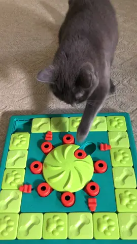 This is Indie’s fourth food puzzle. #cat #catsoftiktok #foodpuzzle #cerebellarhypoplasia