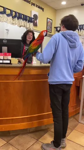 My Ridiculous talking parrot