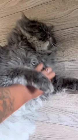 First he wanted love, then he wanted to be a little shit😅🤣 #catsoftiktok #petaggression #catlovers #fyp 