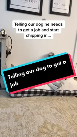 The way he just says “NO” at the end… #foryoupage #fyp #ShowUrGrillSkillz #huskiesoftiktok #dogsoftiktok