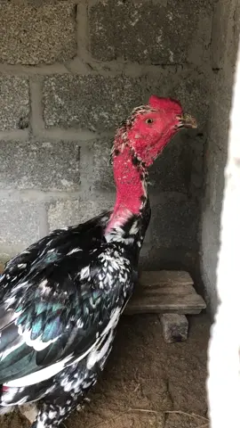 Gà tự nhiên ốm đồng loạt hết rồi, ae có cách chữa gì nhanh hiệu quả nhất k ạ? Gà qué chán quá rồi #gà_chọi_việt_nam 