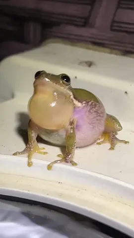 This is a duck account 🐸 #frog #ribbit #treefrog #nature #wildlife 