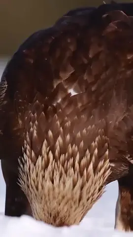 #GoldenEagle #BirdOfPrey #eagle #bird #falconry #hunter #viral #fyp