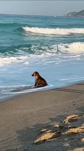 Do dogs suffer too? Sitting alone by the sea! #fyp #dog #funny #pet #dogsofttiktok