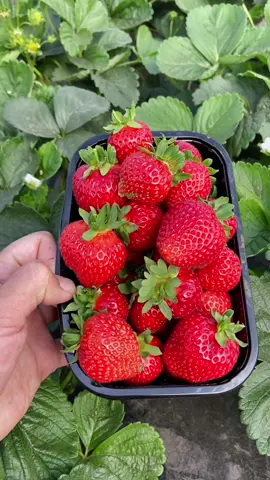 Сорт Сан Андеас